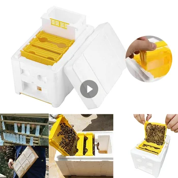 מלכת הדבורים רבייה תיבת דבורה ההזדווגות קופסת קצף הדבורים בכוורת תיבת כוורן גן האבקה תיבת דבורה רבייה מקרה גידול דבורים ציוד